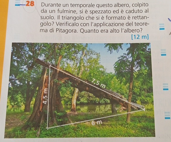 Durante un temporale questo albero, colpito
da un fulmine, si è spezzato ed è caduto al
suolo. Il triangolo che si è formato è rettan-
golo? Verificalo con l’applicazione del teore-
ma di Pitagora. Quanto era alto l’albero?
[ 12 m ]
7,5 m

6m