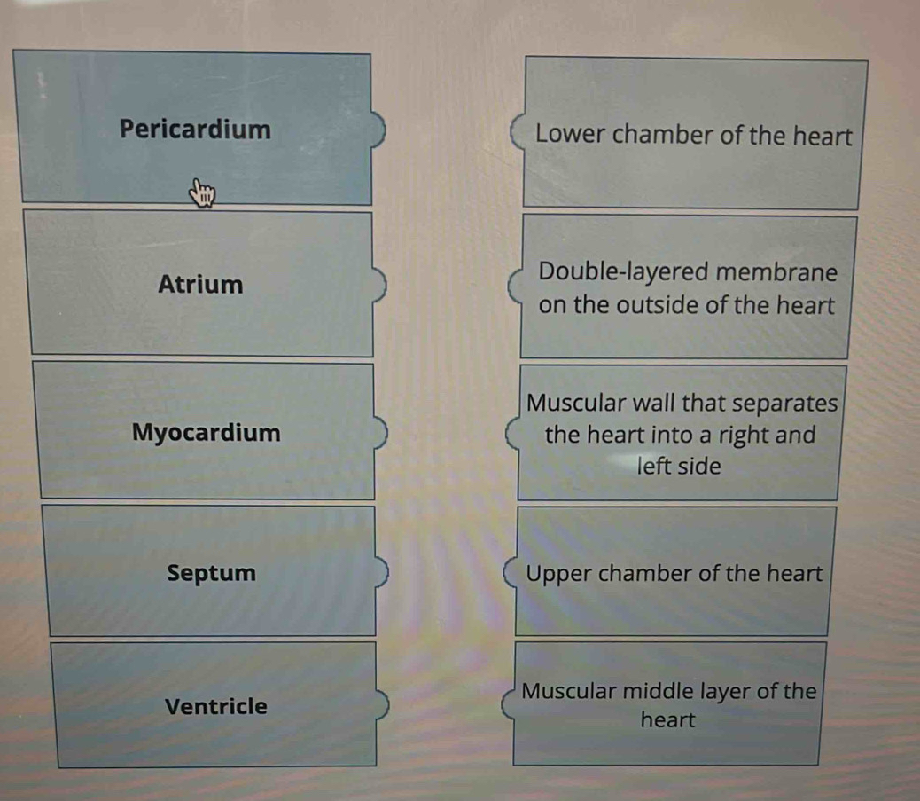 Pericardium Lower chamber of the heart 
Atrium 
Double-layered membrane 
on the outside of the heart 
Muscular wall that separates 
Myocardium the heart into a right and 
left side 
Septum Upper chamber of the heart 
Muscular middle layer of the 
Ventricle 
heart