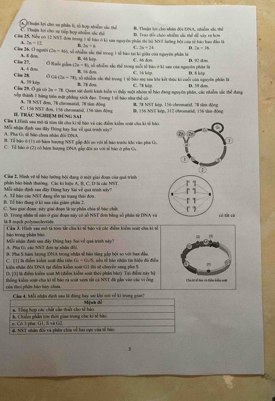 A. Thuận lợi cho sự phân li, tổ hợp nhiễm sắc thể B. Thuận lợi cho nhân đôi DNA, nhiễm sắc thể
C. Thuận lợi cho sự tiếp hợp nhiễm sắc thể D. Trao đổi chéo nhiễm sắc thể dễ xãy ra hơn
Câu 25. Nếu có 12 NST đơn trong 1 tế bào ở kỉ sau nguyên phân thì bộ NST lưỡng bội của tế bảo ban đầu là
A. 2n=12. B. 2n=6
C. 2n=24 D. 2n=36.
Câu 26. Ở người (2n=46) 0, số nhiễm sắc thể trong 1 tế bào tại kỉ giữa của nguyên phân là
A. 8 dơn. B. 46 kép. C. 46 dơn. D. 92 dơn.
Câu 27. Ở Ruồi giắm (2n=8) 0, số nhiễm sắc thể trong mỗi tế bào ở kỉ sau của nguyên phân là
A. 4 dơn B. 16 dơn C. 16 kép. D. 8 kép
Câu 28. Gi(2n=78) 0, số nhiễm sắc thể trong 1 tế bào mẹ sau khi kết thúc kỉ cuối của nguyên phân là
A. 39 kép B. 78 đơn. C. 78 kép. D. 39 dơn.
Câu 29. Ở gà có 2n=78 Quan sát dưới kính hiển vi thấy một nhóm tế bào đang nguyên phân, các nhiễm sắc thể đang
xếp thành 1 hàng trên mặt phẳng xích đạo. Trong 1 tế bào như thế có
A. 78 NST đơn, 78 chromatid, 78 tâm động B. 78 NST kép, 156 chromatid, 78 tâm động
C. 156 NST đơn, 156 chromatid, 156 tâm động D. 156 NST kép, 312 chromatid, 156 tâm động
II. TRÁC NGHIỆM ĐÚNG SAI
Câu 1.Hình sau mô tả tóm tắt chu kỉ tế bảo và các điểm kiểm soát chu kỉ tế bào.
Mỗi nhận định sau đây Đúng hay Sai về quá trình này?
A. Pha Gị tế bảo chưa nhân đôi DNA. 
B. Tế bào ở (1) có hàm hượng NST gắp đôi so với tế bào trước khi vào pha Gi.
C. Tế bào ở (2) có hàm hượng DNA gấp đôi so với tế bào ở pha G_1
Câu 2. Hình vẽ tế bảo lưỡng bội đang ở một giai đoạn của quá trình
phân bào bình thường. Các kí hiệu A, B, C, D là các NST. 
Mỗi nhận định sau đây Đúng hay Sai về quá trình này?
A. Tể bảo các NST đang tồn tại trạng thái đơn. 
B. Tế bào đang ở kì sau của giảm phân 2.
C. Sau giai đọan này giai đoạn là sự phân chia tế bào chất. 
D. Trong nhân tế nào ở giai đoạn này có số NST đơn bằng số phân tử DNA và tất cả
là 8 mạch polynucleotide.
Câu 3. Hình sau mô tả tóm tắt chu kì tế bào và các điểm kiểm soát chu kì tế
bào trong phân bào. 
Mỗi nhận định sau đây Đúng hay Sai về quá trình này?
A. Pha Gị các NST đơn tự nhân đôi.
B. Pha S hàm lượng DNA trong nhân tế bào tăng gấp bội so với ban đầu.
C. [1] là điểm kiểm soát đầu tiên G_1=G_1/S , nều tế bào nhận tín hiệu đủ điều
kiện nhân đội DNA tại điểm kiểm soát G1 thì sẽ chuyển sang pha S.
D. [3] là điểm kiểm soát M (điểm kiểm soát thoi phân bào). Tại điểm này hệ
thống kiểm soát chu kì tế bào rà soát xem tắt cả NST đã gắn vào các vi ống
của thoi phân bảo hay chưa.
Câu 4. Mỗi nhận định  là đúng hay sai khi nói về kì trung gian?
3