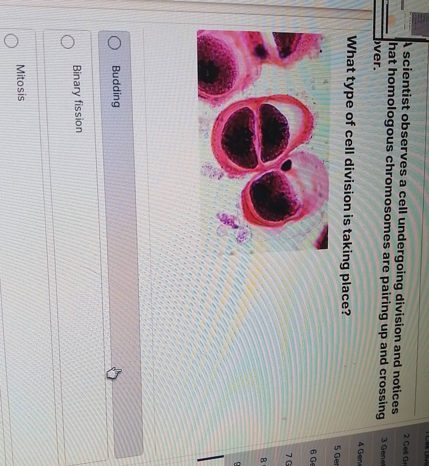 Cell Gr
A scientist observes a cell undergoing division and notices
hat homologous chromosomes are pairing up and crossing 3 Gene
ver.
4 Gen
What type of cell division is taking place?
5 Ger
6 G
7G
8
9
Budding
Binary fission
Mitosis