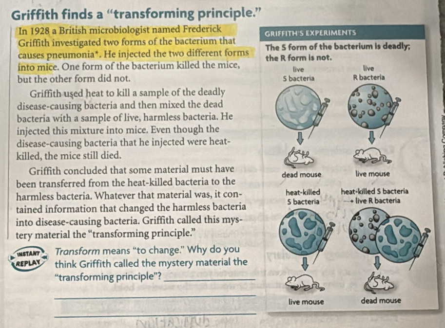 Griffith finds a “transforming principle.” 
In 1928 a British microbiologist named Frederick 
Griffith investigated two forms of the bacterium that 
causes pneumonia*. He injected the two different forms 
into mice. One form of the bacterium killed the mice, 
but the other form did not. 
Griffith used heat to kill a sample of the deadly 
disease-causing bactería and then mixed the dead 
bacteria with a sample of live, harmless bacteria. He 
injected this mixture into mice. Even though the 
disease-causing bacteria that he injected were heat- 
killed, the mice still died. 
Griffith concluded that some material must have 
been transferred from the heat-killed bacteria to the 
harmless bacteria. Whatever that material was, it con- 
tained information that changed the harmless bacteria 
into disease-causing bacteria. Griffith called this mys- 
tery material the “transforming principle.” 
INSTANT Transform means “to change.” Why do you 
REPLAY think Griffith called the mystery material the 
“transforming principle”?_ 
_ 
_