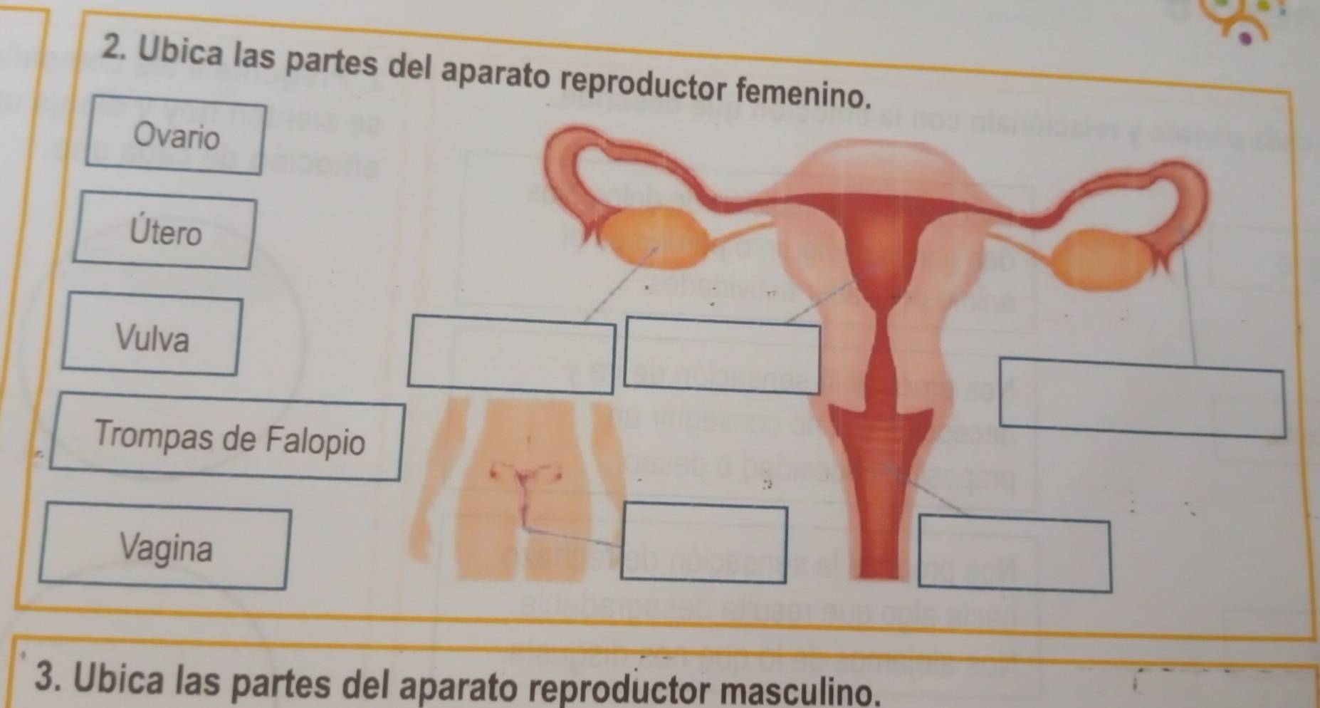 Ubica las partes del aparato reproductor femenino. 
3. Ubica las partes del aparato reproductor masculino.