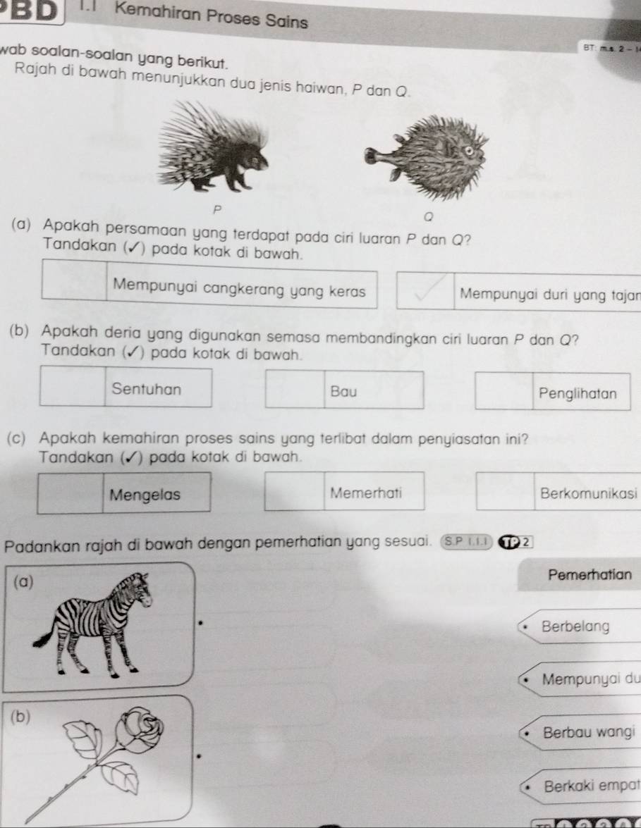 a BD I. Kemahiran Proses Sains
BT: m.s. 2 - 1
wab soalan-soalan yang berikut.
Rajah di bawah menunjukkan dua jenis haiwan, P dan Q.
P
Q
(a) Apakah persamaan yang terdapat pada ciri luaran P dan Q?
Tandakan ( ) pada kotak di bawah.
Mempunyai cangkerang yang keras Mempunyai duri yang tajan
(b) Apakah deria yang digunakan semasa membandingkan ciri luaran P dan Q?
Tandakan (✓) pada kotak di bawah.
Sentuhan Bau Penglihatan
(c) Apakah kemahiran proses sains yang terlibat dalam penyiasatan ini?
Tandakan (▲) pada kotak di bawah.
Mengelas Memerhati Berkomunikasi
Padankan rajah di bawah dengan pemerhatian yang sesuai. S.P 1.1.1 TP2
Pemerhatian
Berbelang
Mempunyai du
Berbau wangi
Berkaki empat