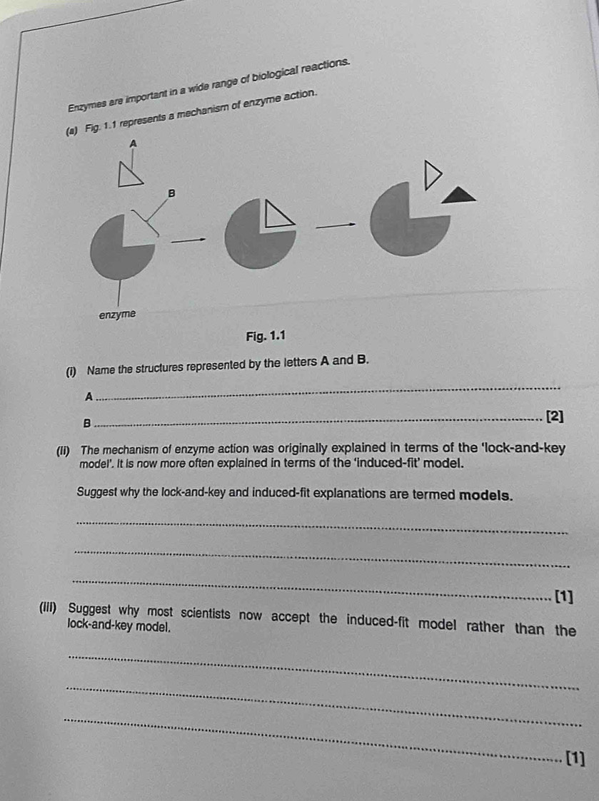 Enzymes are important in a wide range of biological reactions. 
. 1.1 represents a mechanism of enzyme action. 
Fig. 
(i) Name the structures represented by the letters A and B. 
A 
_ 
B 
_[2] 
(Ii) The mechanism of enzyme action was originally explained in terms of the 'lock-and-key 
model’. It is now more often explained in terms of the ‘induced-fit’ model. 
Suggest why the lock-and-key and induced-fit explanations are termed models. 
_ 
_ 
_ 
[1] 
(IIIi) Suggest why most scientists now accept the induced-fit model rather than the 
lock-and-key model. 
_ 
_ 
_ 
[1]