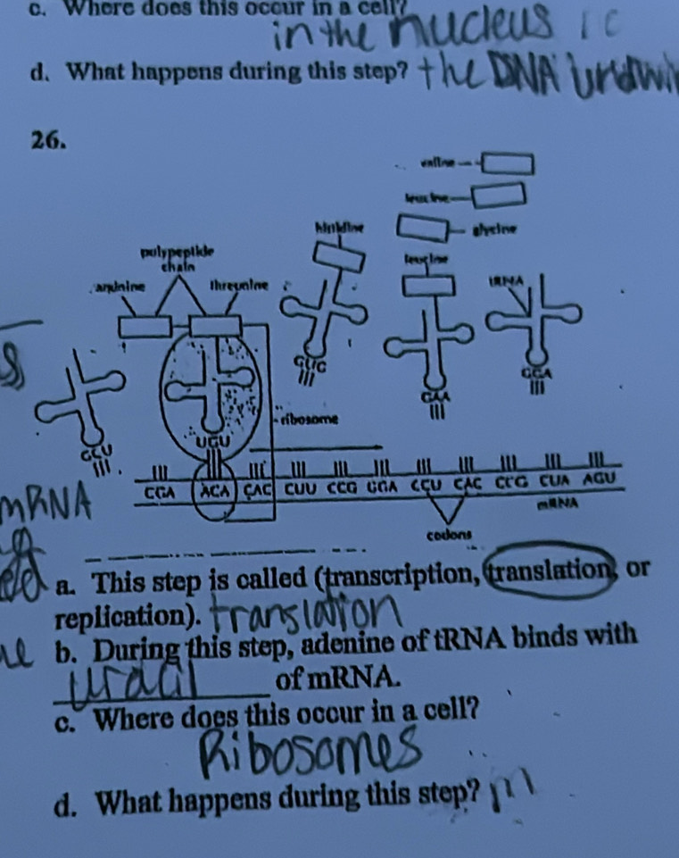 Where does this occur in a cell?
d. What happens during this step?
a. This step is called (transcription, translation, or
replication).
b. During this step, adenine of tRNA binds with
of mRNA.
c. Where does this occur in a cell?
d. What happens during this step?