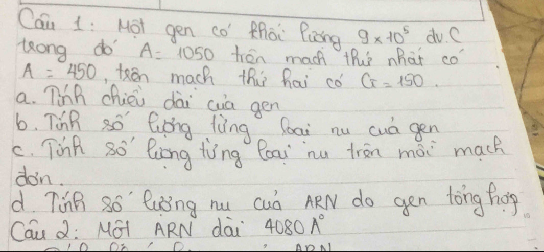 Cau 1: Mot gen co' Rhòi Puing 9* 10^5 do. C
long do A=1050 tren mach thie nhat co
A=450 ,keen mach thi hai có G=150
a. Tihh chiei dài cua gen
6. TiB So, Giong jing boai nu cuá gen
c. Tinn 8o' luong ting Poar nu trān mái mach
don.
d Ting 8o' luǒng nu cuó ARw do gen tóng hog
Cau d: MOI ARN dai 4080A°
A Al