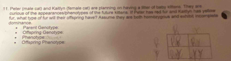 Peter (male cat) and Kaitlyn (female cat) are planning on having a litter of baby kittens. They are 
curious of the appearances/phenotypes of the future kittens. If Peter has red fur and Kaitlyn has yellow 
fur, what type of fur will their offspring have? Assume they are both homozygous and exhibit incomplete 
dominance. 
Parent Genotype: 
Offspring Genotype: 
Phenotype: 
Offspring Phenotype: