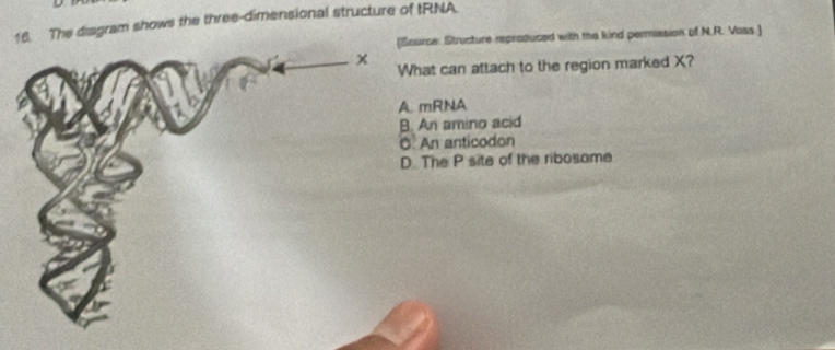 The disgram shows the three-dimensional structure of tRNA
[Source: Structure reproduced with the kind permission of N.R. Vass.]
x What can attach to the region marked X?
A. mRNA
B. An amino acid
O. An anticodon
D. The P site of the ribosame