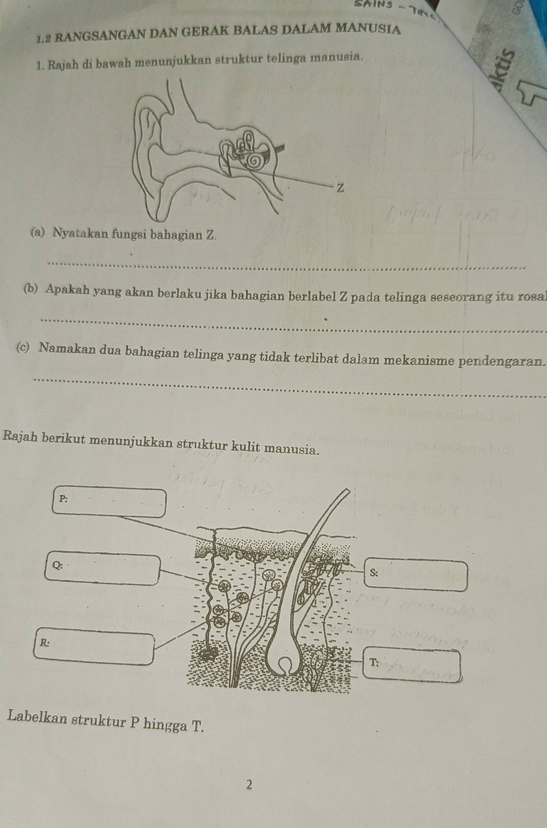 SAINS - TINS 
8 
1.2 RANGSANGAN DAN GERAK BALAS DALAM MANUSIA 
1. Rajah di bawah menunjukkan struktur telinga manusia. 
(a) Nyatakan fungsi bahagian Z. 
_ 
(b) Apakah yang akan berlaku jika bahagian berlabel Z pada telinga seseorang itu rosa 
_ 
(c) Namakan dua bahagian telinga yang tidak terlibat dalam mekanisme pendengaran. 
_ 
Rajah berikut menunjukkan struktur kulit manusia.
P :
Q : 
S:
R : 
T: 
Labelkan struktur P hingga T. 
2