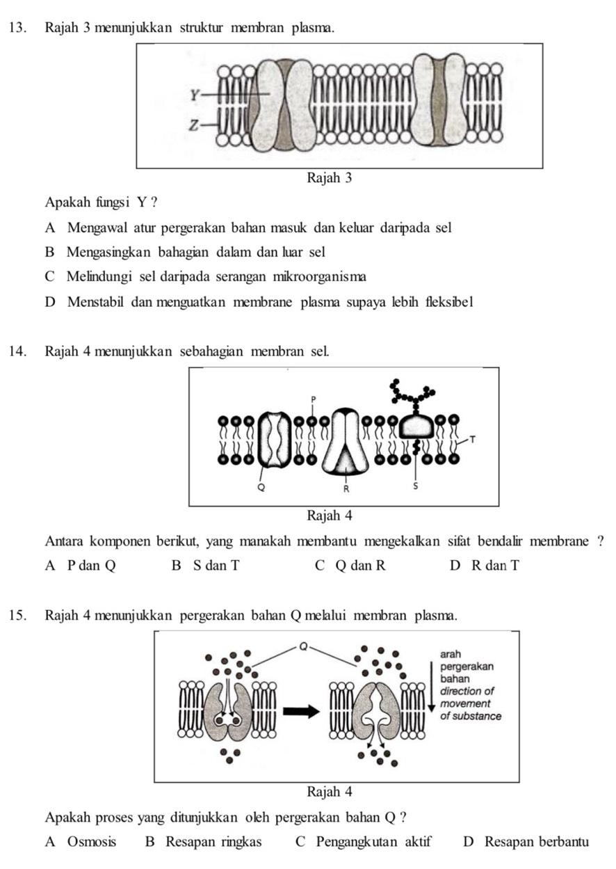 Rajah 3 menunjukkan struktur membran plasma.
Rajah 3
Apakah fungsi Y?
A Mengawal atur pergerakan bahan masuk dan keluar daripada sel
B Mengasingkan bahagian dalam dan luar sel
C Melindungi sel daripada serangan mikroorganisma
D Menstabil dan menguatkan membrane plasma supaya lebih fleksibel
14. Rajah 4 menunjukkan sebahagian membran sel.
Antara komponen berikut, yang manakah membantu mengekalkan sifat bendalir membrane ?
A P dan Q B S dan T C Q dan R D R dan T
15. Rajah 4 menunjukkan pergerakan bahan Q melalui membran plasma.
Apakah proses yang ditunjukkan oleh pergerakan bahan Q?
A Osmosis B Resapan ringkas C Pengangkutan aktif D Resapan berbantu