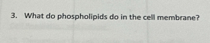 What do phospholipids do in the cell membrane?