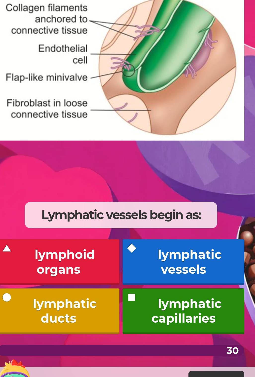 Collagen filaments
F
Lymphatic vessels begin as:
lymphoid lymphatic
organs vessels
lymphatic lymphatic
ducts capillaries
30