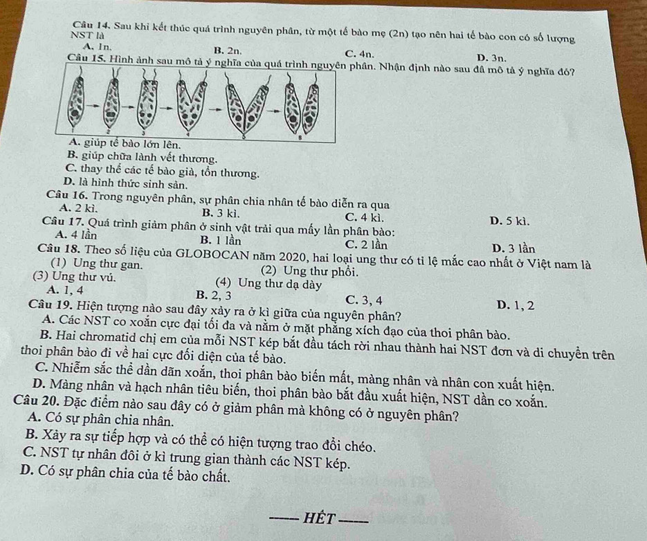 Sau khi kết thúc quá trình nguyên phân, từ một tế bào mẹ (2n) tạo nên hai tế bào con có số lượng
NST là
A. 1n. B. 2n. C. 4n. D. 3n.
Câu 15. Hình ảnh sau mô tả ý nghĩa của quá trình nghân. Nhận định nào sau đâ mô tả ý nghĩa đó?
B. giúp chữa lành vết thương.
C. thay thể các tế bào già, tồn thương.
D. là hình thức sinh sản.
Câu 16. Trong nguyên phân, sự phân chia nhân tế bào diễn ra qua
A. 2 kì. B. 3 kì. C. 4 kì. D. 5 kì.
Câu 17. Quá trình giảm phân ở sinh vật trải qua mấy lần phân bào:
A. 4 lần B. 1 lần C. 2 lần D. 3 lần
Câu 18. Theo số liệu của GLOBOCAN năm 2020, hai loại ung thư có tỉ lệ mắc cao nhất ở Việt nam là
(1) Ung thư gan. (2) Ung thư phổi.
(3) Ung thư vú. (4) Ung thư dạ dày
A. 1, 4 C. 3, 4
B. 2, 3
Câu 19. Hiện tượng nào sau đây xảy ra ở kì giữa của nguyên phân? D. 1, 2
A. Các NST co xoắn cực đại tối đa và nằm ở mặt phẳng xích đạo của thoi phân bào.
B. Hai chromatid chị em của mỗi NST kép bắt đầu tách rời nhau thành hai NST đơn và di chuyền trên
thoi phân bào đi về hai cực đối diện của tế bào.
C. Nhiễm sắc thể dần dãn xoắn, thoi phân bào biến mất, màng nhân và nhân con xuất hiện.
D. Màng nhân và hạch nhân tiêu biến, thoi phân bào bắt đầu xuất hiện, NST dần co xoắn.
Câu 20. Đặc điểm nào sau đây có ở giảm phân mà không có ở nguyên phân?
A. Có sự phân chia nhân.
B. Xảy ra sự tiếp hợp và có thể có hiện tượng trao đổi chéo.
C. NST tự nhân đôi ở kì trung gian thành các NST kép.
D. Có sự phân chia của tế bào chất.
_hết_