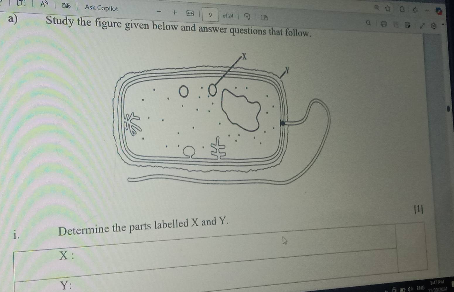 A aあ Ask Copilot 
+ 9 of 24 
a) Study the figure given below and answer questions that follow. 
[1] 
i. 
Determine the parts labelled X and Y.
x :
Y :