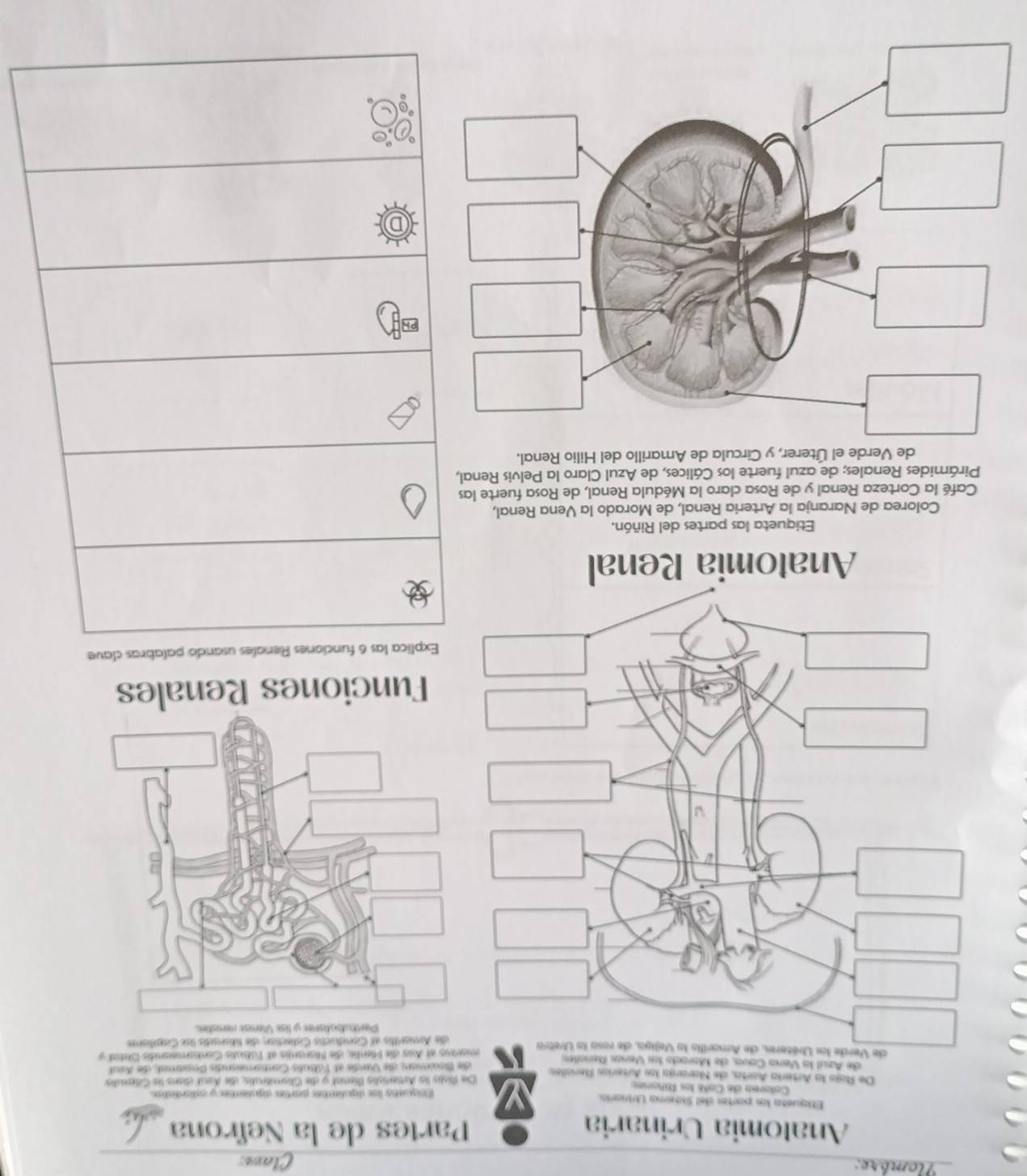 Nombre: 
Clavs: 
Analomia Urinaria Partes de la Nefrona 
Etigueta l porte del Sitera Uinoria. 
Calores de Café los Riñone E ngueta las digaletos partas digalentos y coliadatios 
De Rajs la Artería Aorta, de Nararía las Arterian Revialen U pisis le Aumertists fssiak y de Chemntrats ee Aa etise ls Ceternata 
de Azul la Vera Cava, de Maroelo las Vanas Renales die Bounse) die Varis et Talsls Conmenads (egureut) die Aaud 
is at Aus die Ferdie, die Misnants at Fatsuts Cohsmeondis Sttal y 
de Arsellts of Ciproductis Cistisction; die fidseds lsk Comptistn 
Perbutioationes y líss Vieress rerasties 
Funciones Renales 
Explica las 6 funciones Renales usando palabras clave 
Etiqueta las partes del Riñón. 
Colorea de Naranja la Arteria Renal, de Morado la Vena Renal, 
Café la Corteza Renal y de Rosa claro la Médula Renal, de Rosa fuerte las 
Pirámides Renales; de azul fuerte los Cálices, de Azul Claro la Pelvis Renal, 
de Verde el Úterer, y Circula de Amarillo del Hilio Renal.