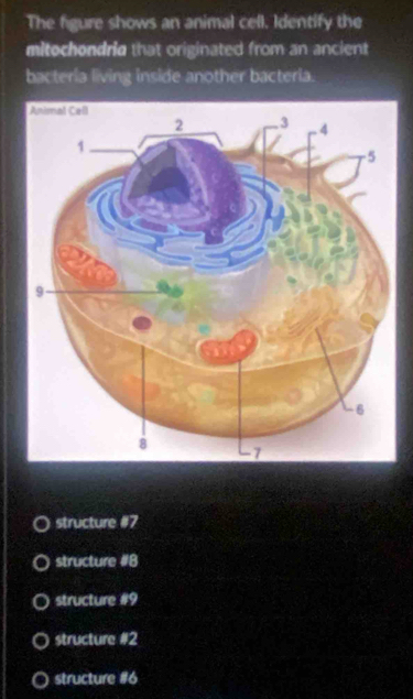 The figure shows an animal cell. Identify the
mitochondria that originated from an ancient
bacteria living inside another bacteria.
structure # 7
structure #B
structure # 9
structure # 2
structure # 6