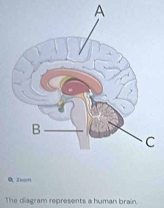 A 
Q zoom 
The diagram represents a human brain.