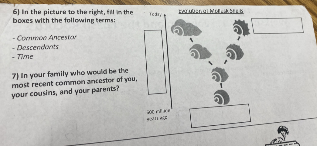 In the picture to the right, fill in the Today Evolution of Mollusk Shells 
boxes with the following terms: 
□ 
- Common Ancestor 
- Descendants 
- Time 
7) In your family who would be the 
most recent common ancestor of you, 
your cousins, and your parents?
600 million
years ago