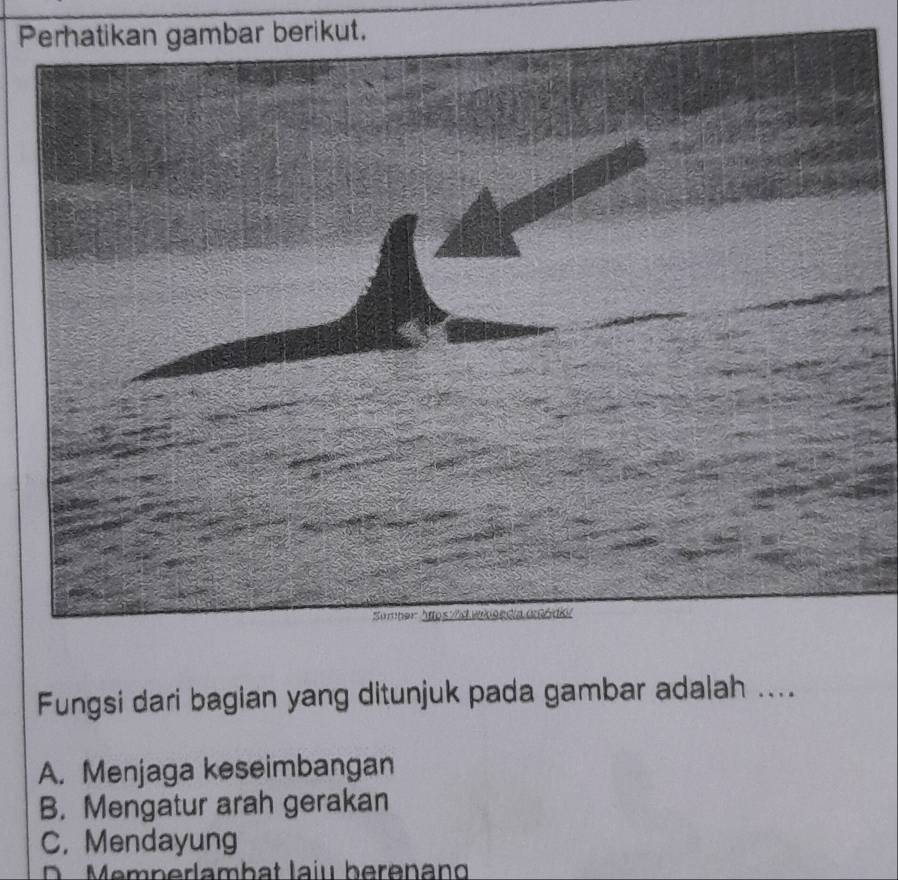 Pbar berikut.
Fungsi dari bagian yang ditunjuk pada gambar adalah ....
A. Menjaga keseimbangan
B. Mengatur arah gerakan
C. Mendayung
D emperlambat laiu berenan