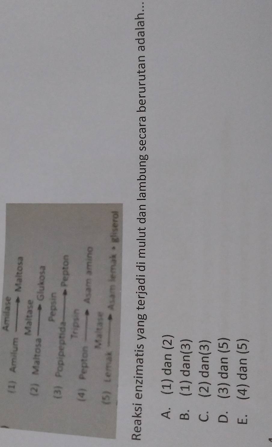 Amilase
(1) Amilum Maltosa
Maltase
(2) Maltosa Glukosa
Pepsin
(3) Popipeptida Pepton
Tripsin
(4) Pepton Asam amino
Maltase
(5) Lemak Asam lemak • gliserol
Reaksi enzimatis yang terjadi di mulut dan lambung secara berurutan adalah...
A. (1) dan (2)
B. (1) dan(3)
C. (2) dan(3)
D. (3) dan (5)
E. (4) dan (5)