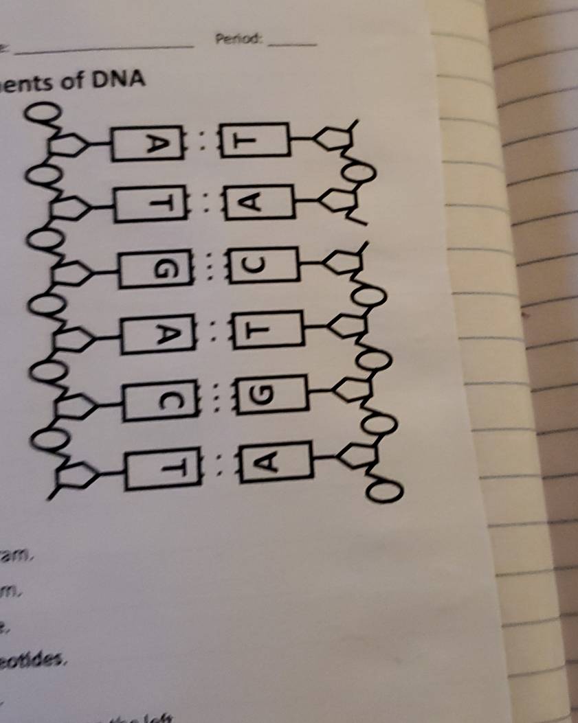 Period:_ 
ents of DNA 
am. 
(, 
sotides.