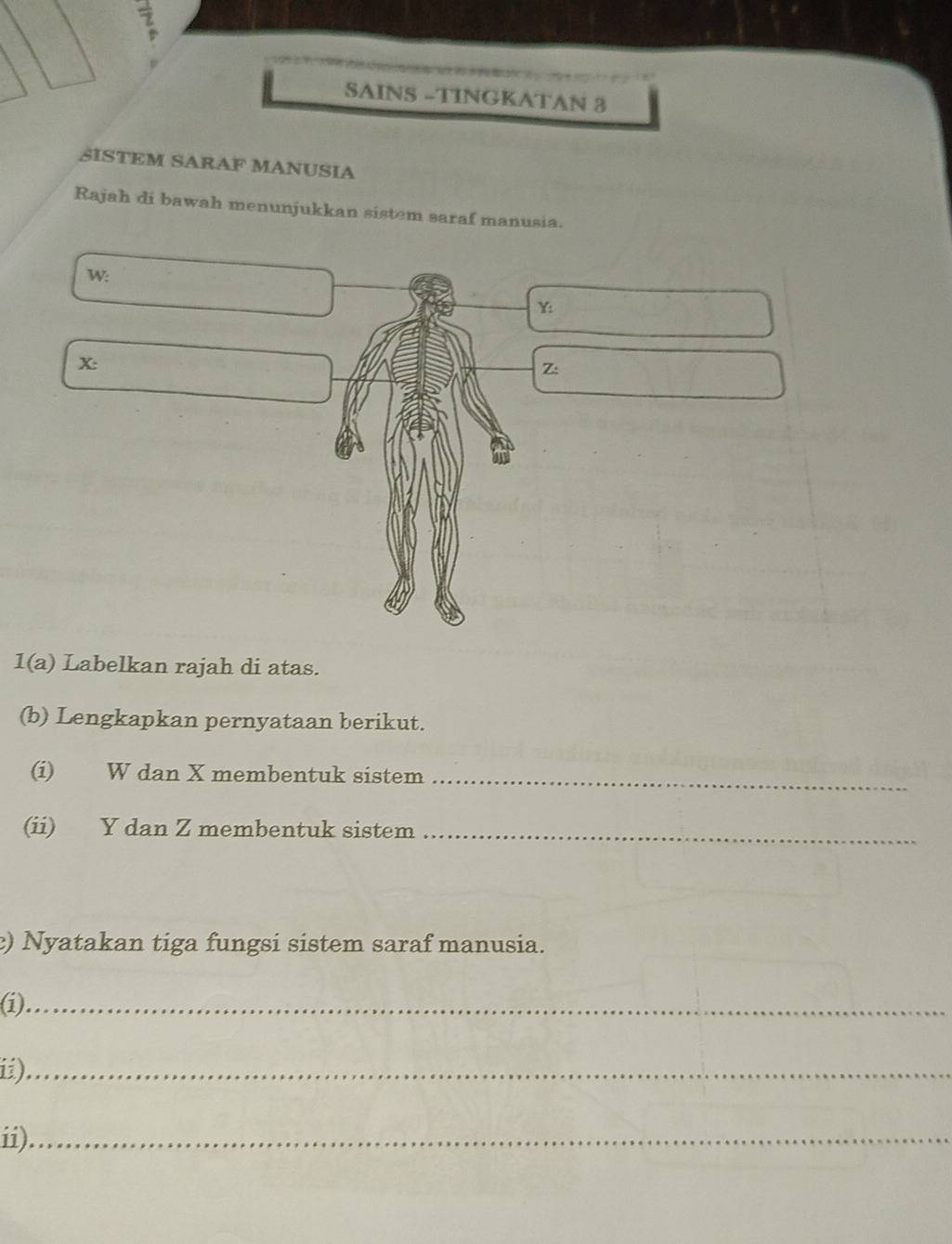 SAINS -TINGKATAN 3 
SISTEM SARAF MANUSIA 
Rajah di bawah menunjukkan sistem saraf manusia.
W :
Y :
X :
Z : 
1(a) Labelkan rajah di atas. 
(b) Lengkapkan pernyataan berikut. 
(i) W dan X membentuk sistem_ 
(ii) Y dan Z membentuk sistem_ 
) Nyatakan tiga fungsi sistem saraf manusia. 
(i)_ 
i)_ 
ii)_