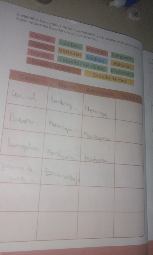 negión natural del Ecuador a la que pertenecen 
2. Identífico los nombres de los invertebrados y los escribo en la columna de 
Caracol Lombriz Hormiga 
Palito Mariposa Medusa 
Langosta 3.E 
ow 
Insecto Caballito de 
Babo 
Gusano