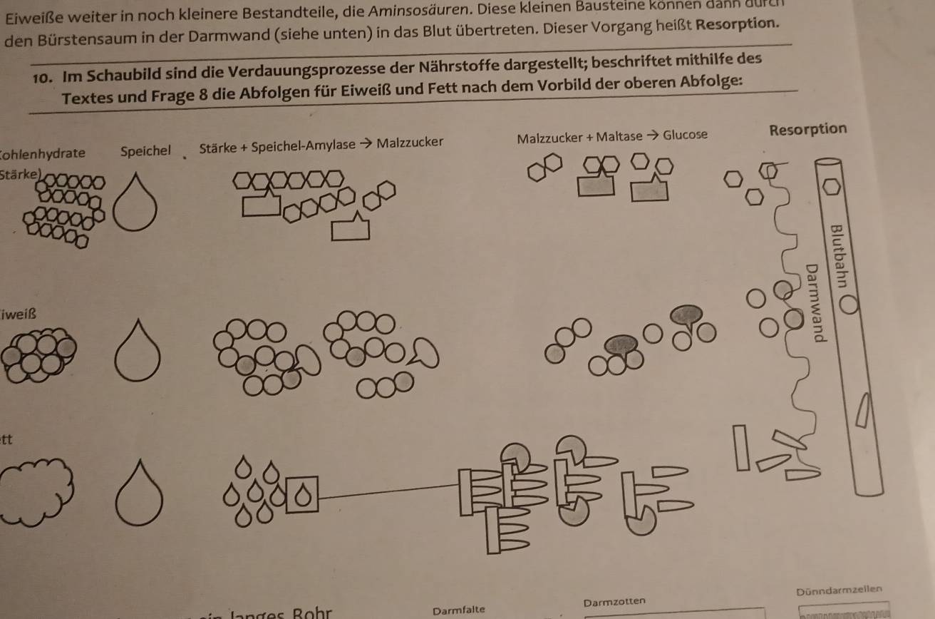 Eiweiße weiter in noch kleinere Bestandteile, die Aminsosäuren. Diese kleinen Bausteine können dann durd 
den Bürstensaum in der Darmwand (siehe unten) in das Blut übertreten. Dieser Vorgang heißt Resorption. 
10. Im Schaubild sind die Verdauungsprozesse der Nährstoffe dargestellt; beschriftet mithilfe des 
Textes und Frage 8 die Abfolgen für Eiweiß und Fett nach dem Vorbild der oberen Abfolge: 
Kohlenhydrate Speichel Stärke + Speichel-Amylase → Malzzucker Malzzucker + Maltase → Glucose Resorption 
Stärke) o 
iweiß 
S 
tt 
Darmfalte Darmzotten Dünndarmzellen