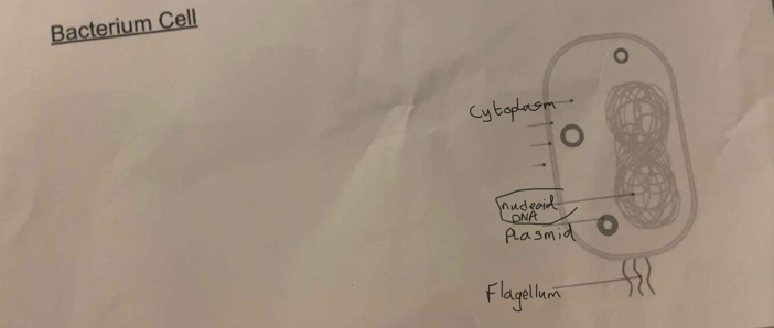 Bacterium Cell