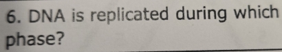 DNA is replicated during which 
phase?