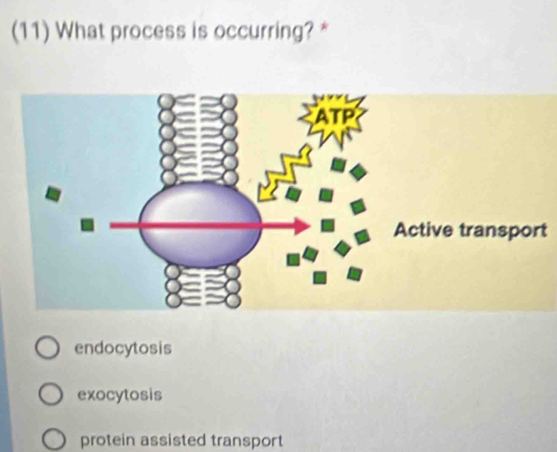 (11) What process is occurring? *
t
endocytosis
exocytosis
protein assisted transport