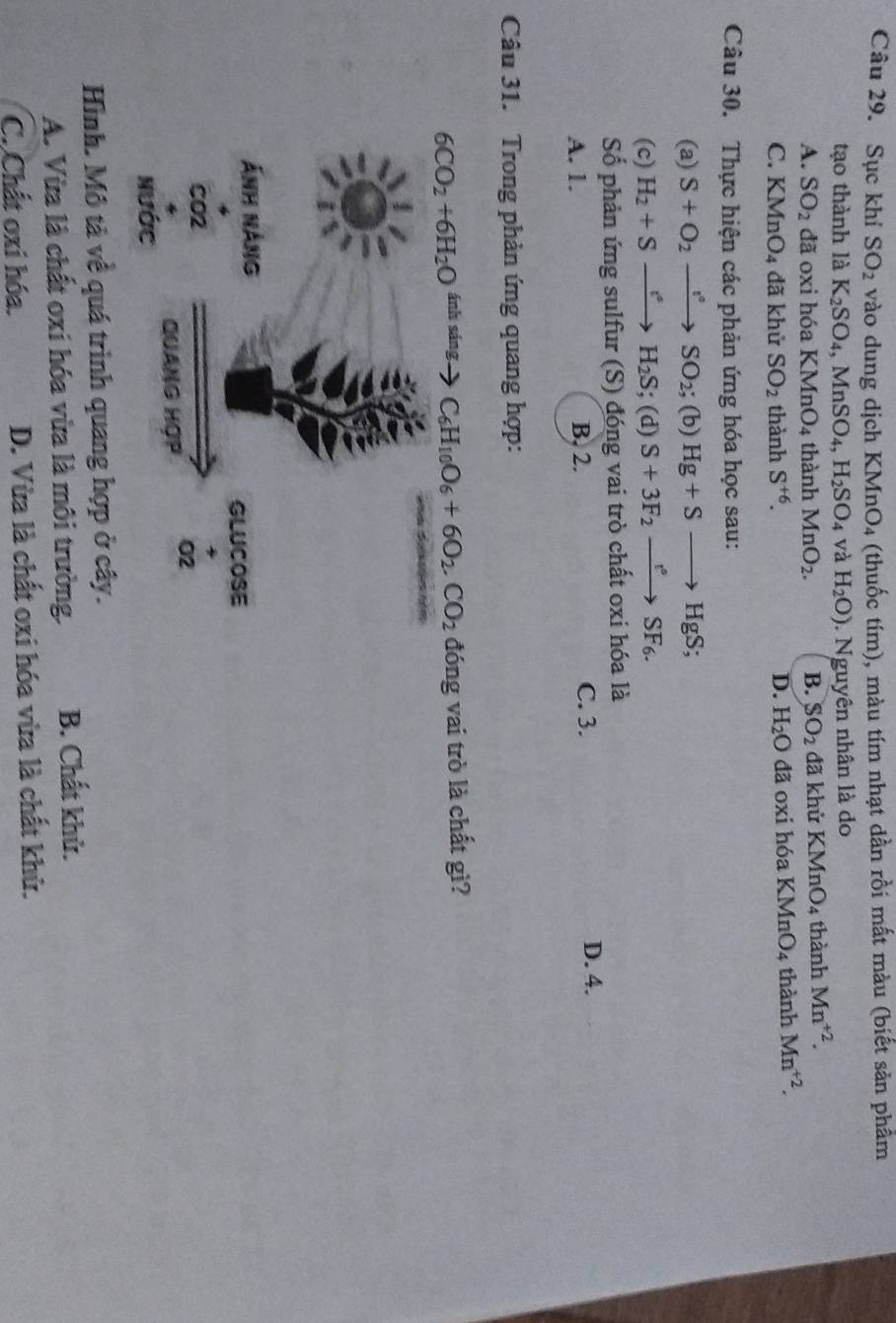 Sục khí SO_2 vào dung dịch KMnO_4 (thuốc tím), màu tím nhạt dần rồi mất màu (biết sản phẩm
tạo thành là K_2SO_4, MnSO_4, H_2SO_4 và H_2O). Nguyên nhân là do
A. SO_2 đã oxi hóa KMnO_4 thành MnO_2. B. SO_2 đã khử KMnO_4 thành Mn^(+2).
C. KMnO_4 đã khử SO_2 thành S^(+6). D. H_2O đã oxi hóa KMnO_4 thành Mn^(+2). 
Câu 30. Thực hiện các phản ứng hóa học sau:
(a) S+O_2to SO_2; (b) Hg+Sto HgS; 
(c) H_2+Sto H_2S; (d) S+3F_2xrightarrow r°SF_6. 
Số phản ứng sulfur (S) đóng vai trò chất oxi hóa là
A. 1. B. 2. C. 3.
D. 4.
Câu 31. Trong phản ứng quang hợp:
6CO_2+6H_2O^(inhsing) C_6H_10O_6+6O_2.CO_2 đóng vai trò là chất gì?
Hình. Mô tả về quá trình quang hợp ở cây.
A. Vừa là chất oxi hóa vừa là môi trường. B. Chất khử.
C. Chất oxi hóa. D. Vừa là chất oxi hóa vừa là chất khử.