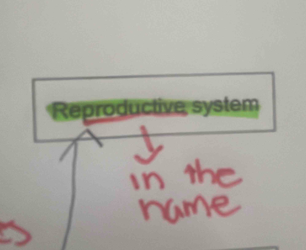 Reproductive system