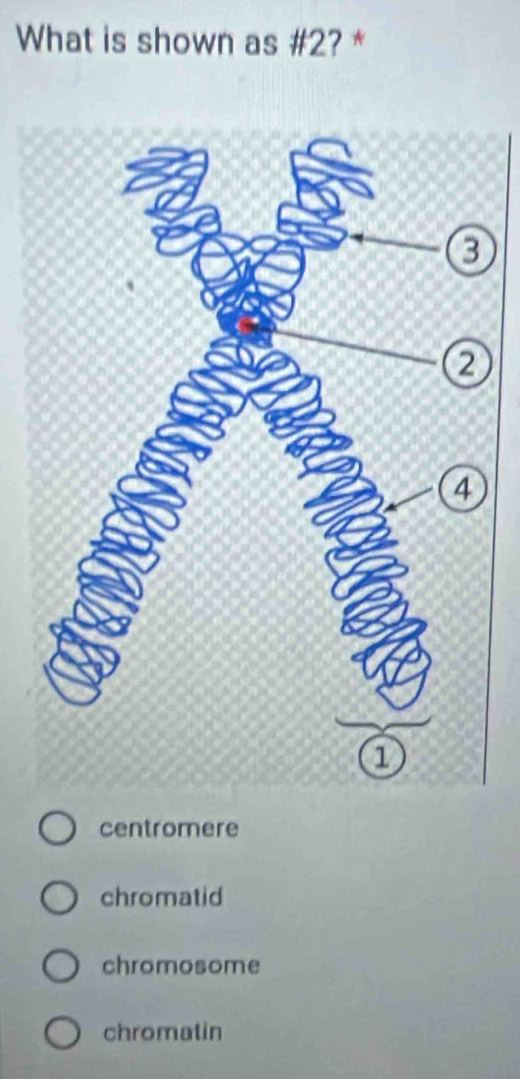 What is shown as #2? *
centromere
chromatid
chromosome
chromatin