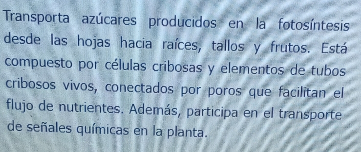 Transporta azúcares producidos en la fotosíntesis 
desde las hojas hacia raíces, tallos y frutos. Está 
compuesto por células cribosas y elementos de tubos 
cribosos vivos, conectados por poros que facilitan el 
flujo de nutrientes. Además, participa en el transporte 
de señales químicas en la planta.