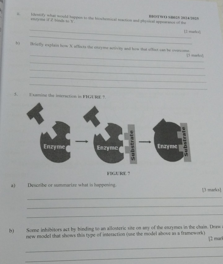 BIOTWO SB025 2024/2025 
ii. Identify what would happen to the biochemical reaction and physical appearance of the 
enzyme if Z binds to Y. 
_ 
_ 
[2 marks] 
b) Briefly explain how X affects the enzyme activity and how that effect can be overcome. 
_[5 marks] 
_ 
_ 
_ 
_ 
5. Examine the interaction in FIGURE 7. 
FIGURE 7 
a) Describe or summarize what is happening. 
[3 marks] 
_ 
_ 
_ 
b) Some inhibitors act by binding to an allosteric site on any of the enzymes in the chain. Draw 
new model that shows this type of interaction (use the model above as a framework) 
[2 marl 
_ 
_