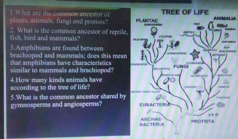 What are the common ancestor of 
IA 
plants, animals, fungi and protists? 
2. What is the common ancestor of reptile, 
fish. bird and mammals? 
LAN 
3.Amphibians are found betweenPCED 
brachiopod and mammals; does this mean 
that amphibians have characteristics 
similar to mammals and brachiopod? 
4.How many kinds animals haveA 
according to the tree of life? 
5.What is the common ancestor shared by 
gymnosperms and angiosperms?