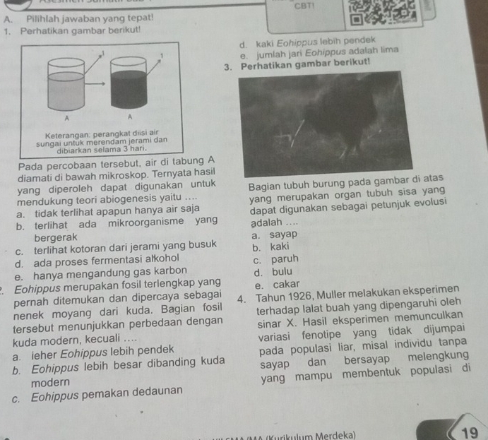 CBT!
A. Pilihlah jawaban yang tepat!
1. Perhatikan gambar berikut!
d. kaki Eohippus lebih pendek
1 1 e. jumlah jari Eohippus adalah lima
3. Perhatikan gambar berikut!
A A
Keterangan: perangkat diisi air
sungai untuk merendām jerami dan
dibiarkan selama 3 hari.
Pada percobaan tersebut, air di tabung A
diamati di bawah mikroskop. Ternyata hasil
yang diperoleh dapat digunakan untuk
mendukung teori abiogenesis yaitu .... Bagian tubuh burung pada gambtas
a. tidak terlihat apapun hanya air saja yang merupakan organ tubuh sisa yang
b. terlihat ada mikroorganisme yang dapat digunakan sebagai petunjuk evolusi
adalah ....
bergerak a. sayap
c. terlihat kotoran dari jerami yang busuk
d. ada proses fermentasi alkohol b. kaki
e. hanya mengandung gas karbon c. paruh dà bulu
. Eohippus merupakan fosil terlengkap yang e. cakar
pernah ditemukan dan dipercaya sebagai
nenek moyang dari kuda. Bagian fosil 4. Tahun 1926, Muller melakukan eksperimen
tersebut menunjukkan perbedaan dengan terhadap lalat buah yang dipengaruhi oleh
kuda modern, kecuali .... sinar X. Hasil eksperimen memunculkan
a. ieher Eohippus lebih pendek variasi fenotipe yang tidak dijumpai
b. Eohippus lebih besar dibanding kuda pada populasi liar, misal individu tanpa
sayap dan bersayap melengkung
modern
c. Eohippus pemakan dedaunan yang mampu membentuk populasi di
(Kurikulum Merdeka) 19