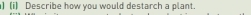 ) (i) Describe how you would destarch a plant.