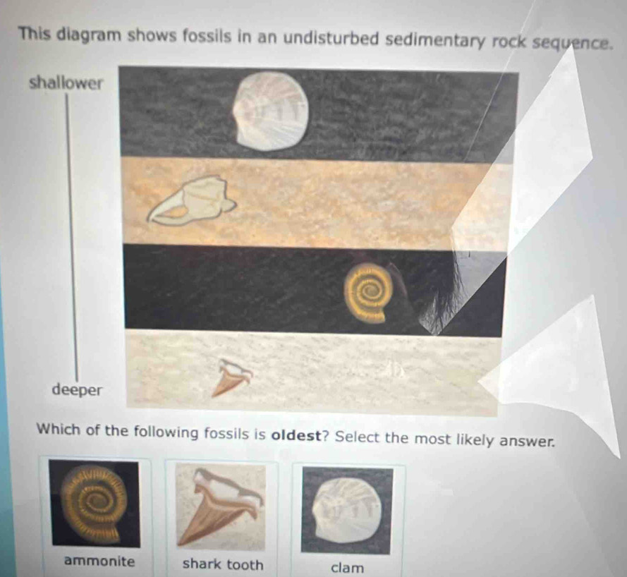 This diagram shows fossils in an undisturbed sedimentary rock sequence.
Which of the following fossils is oldest? Select the most likely answer.
ammonite shark tooth clam