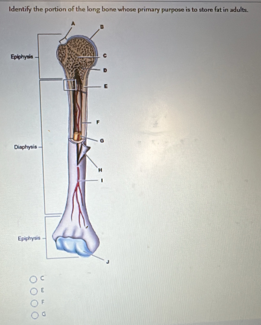 Identify the portion of the long bone whose primary purpose is to store fat in adults.
E
C
E
F
G