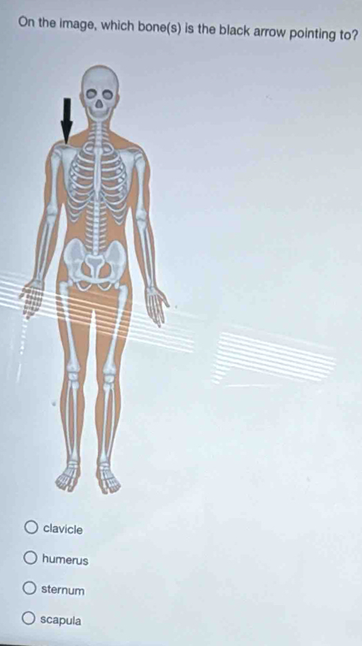 On the image, which bone(s) is the black arrow pointing to?
clavicle
humerus
sternum
scapula