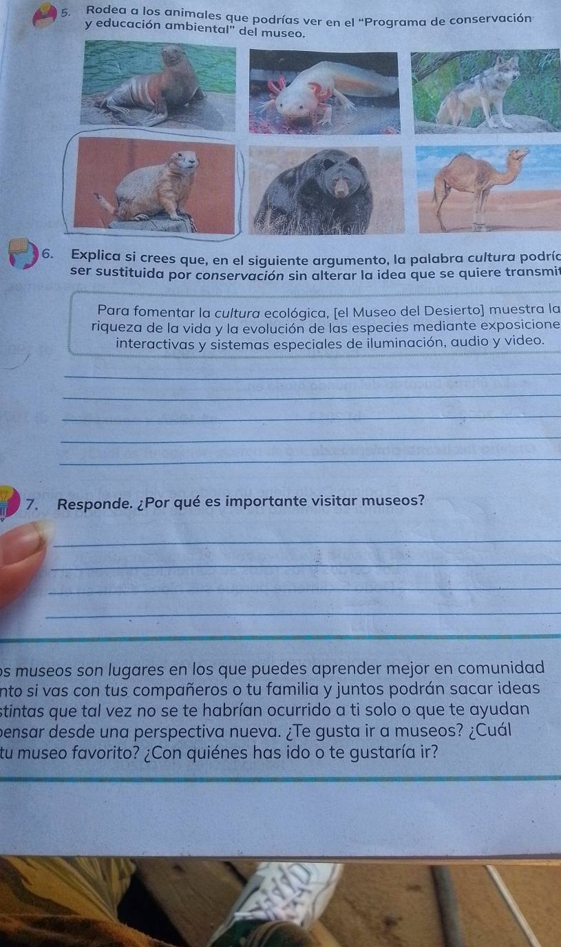 Rodea a los animales que podrías ver en el “Programa de conservación 
y educación ambiental" del museo. 
6. Explica si crees que, en el siguiente argumento, la palabra cultura podría 
ser sustituida por conservación sin alterar la idea que se quiere transmi 
Para fomentar la cultura ecológica, [el Museo del Desierto] muestra la 
riqueza de la vida y la evolución de las especies mediante exposicione 
interactivas y sistemas especiales de iluminación, audio y video. 
_ 
_ 
_ 
_ 
_ 
7. Responde. ¿Por qué es importante visitar museos? 
_ 
_ 
_ 
_ 
os museos son lugares en los que puedes aprender mejor en comunidad 
ento si vas con tus compañeros o tu familia y juntos podrán sacar ideas 
stintas que tal vez no se te habrían ocurrido a ti solo o que te ayudan 
pensar desde una perspectiva nueva. ¿Te gusta ir a museos? ¿Cuál 
tu museo favorito? ¿Con quiénes has ido o te gustaría ir?