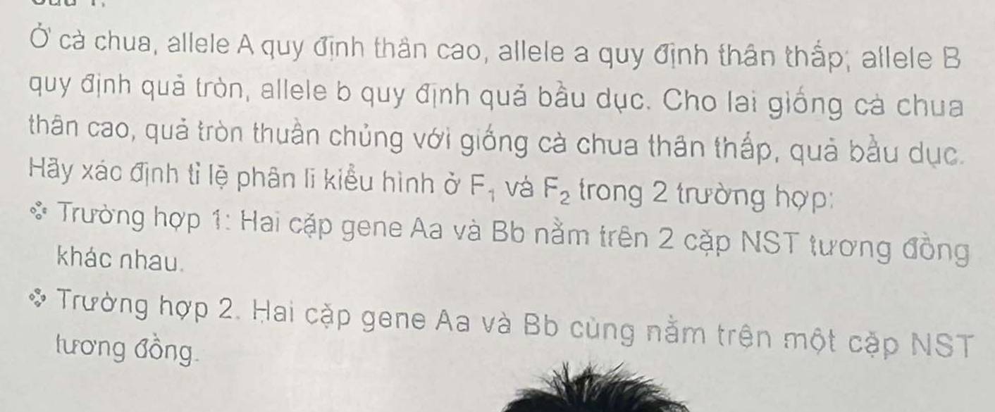 Ở cà chua, allele A quy định thân cao, allele a quy định thân thắp; allele B 
quy định quả tròn, allele b quy định quả bầu dục. Cho lai giống cả chua 
thân cao, quả tròn thuần chủng với giống cà chua thân thấp, quả bầu dục. 
Hãy xác định tỉ lệ phân lĩ kiểu hình ở F_1 vá F_2 trong 2 trường hợp: 
* Trường hợp 1: Hai cặp gene Aa và Bb nằm trên 2 cặp NST tương đồng 
khác nhau. 
Trường hợp 2. Hai cặp gene Aa và Bb cùng nằm trên một cặp NST 
tương đồng.