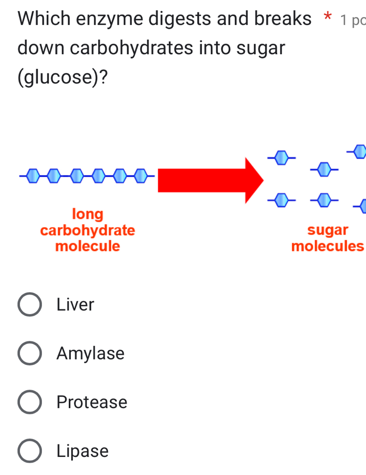 Which enzyme digests and breaks * 1 pc
down carbohydrates into sugar
(glucose)?
molecules
Liver
Amylase
Protease
Lipase