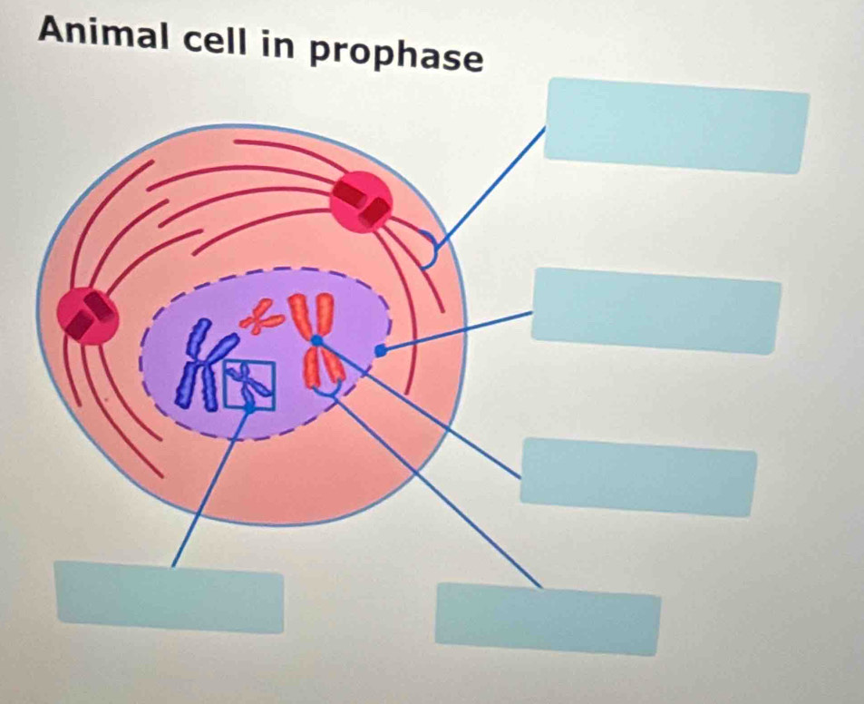 Animal cell in prophase