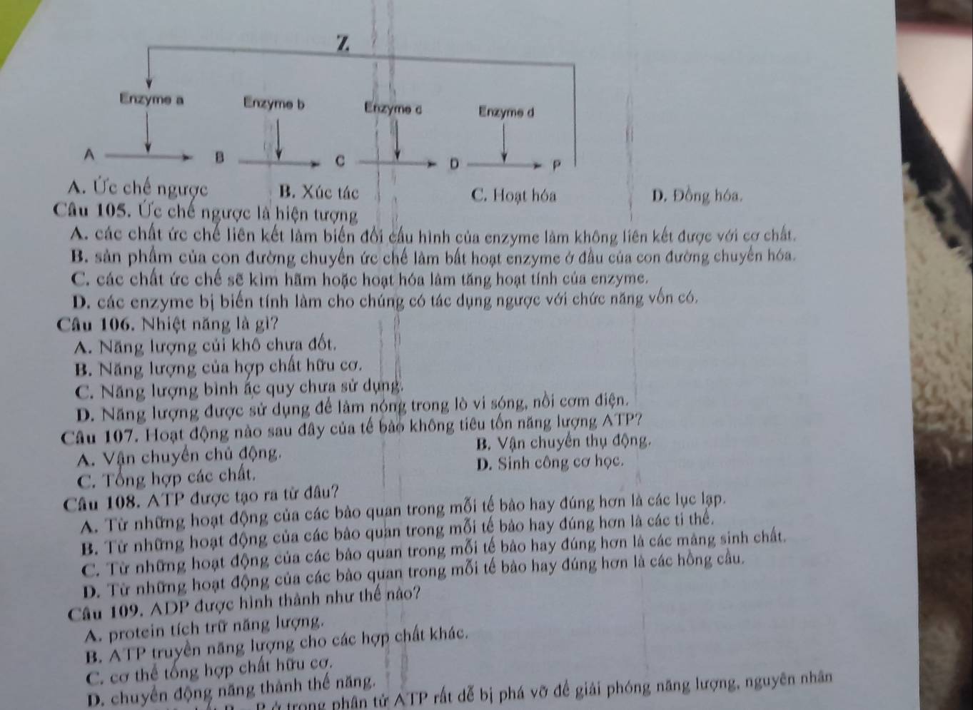 D. Đồng hóa.
Câu 105. Ức chế ngược là hiện tượng
A. các chất ức chế liên kết làm biển đổi cầu hình của enzyme làm không liên kết được với cơ chất.
B. sản phẩm của con đường chuyển ức chế làm bất hoạt enzyme ở đầu của con đường chuyển hóa.
C. các chất ức chế sẽ kìm hãm hoặc hoạt hóa làm tăng hoạt tính của enzyme.
D. các enzyme bị biển tính làm cho chúng có tác dụng ngược với chức năng vốn có.
Câu 106. Nhiệt năng là gì?
A. Năng lượng củi khô chưa đốt.
B. Năng lượng của hợp chất hữu cơ.
C. Năng lượng bình ấc quy chưa sử dụng.
D. Năng lượng được sử dụng để làm nóng trong lò vi sóng, nồi cơm điện.
Câu 107. Hoạt động nào sau đây của tế bảo không tiêu tốn năng lượng ATP?
A. Vận chuyển chủ động. B Vận chuyển thụ động.
C. Tổng hợp các chất. D. Sinh công cơ học.
Câu 108. ATP được tạo ra từ đâu?
A. Từ những hoạt động của các bào quan trong mỗi tế bảo hay đúng hơn là các lục lạp.
B. Từ những hoạt động của các bảo quan trong mỗi tế bảo hay đúng hơn là các tỉ thể.
C. Từ những hoạt động của các bảo quan trong mỗi tế bảo hay đúng hơn là các màng sinh chất.
D. Từ những hoạt động của các bào quan trong mỗi tế bảo hay đúng hơn là các hồng cầu.
Câu 109. ADP được hình thành như thế nào?
A. protein tích trữ năng lượng.
B. ATP truyền năng lượng cho các hợp chất khác.
C. cơ thể tổng hợp chất hữu cơ.
D. chuyển động năng thành thế năng.
ở trong phân tử ATP rất dễ bị phá vỡ để giải phóng năng lượng, nguyên nhân