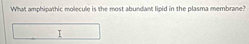 What amphipathic molecule is the most abundant lipid in the plasma membrane?