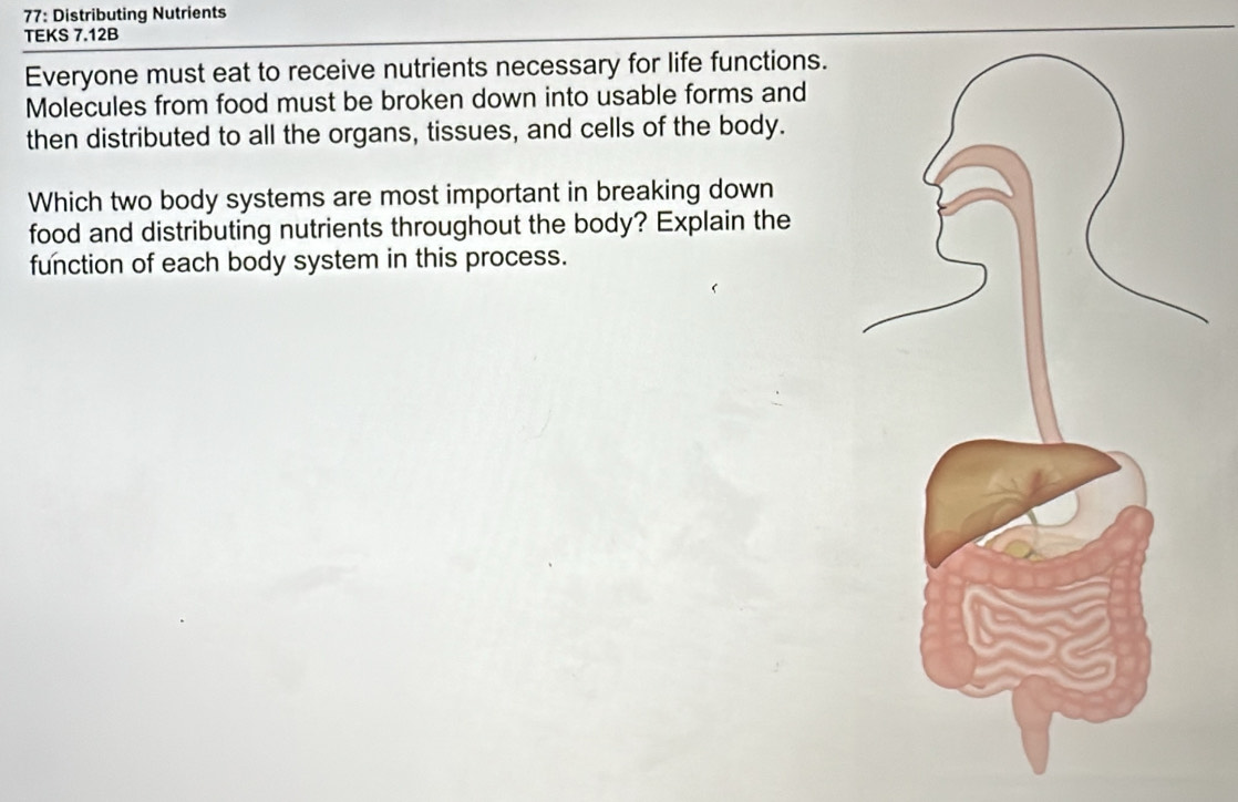 77: Distributing Nutrients 
TEKS 7.12B 
Everyone must eat to receive nutrients necessary for life functions. 
Molecules from food must be broken down into usable forms and 
then distributed to all the organs, tissues, and cells of the body. 
Which two body systems are most important in breaking down 
food and distributing nutrients throughout the body? Explain the 
function of each body system in this process.