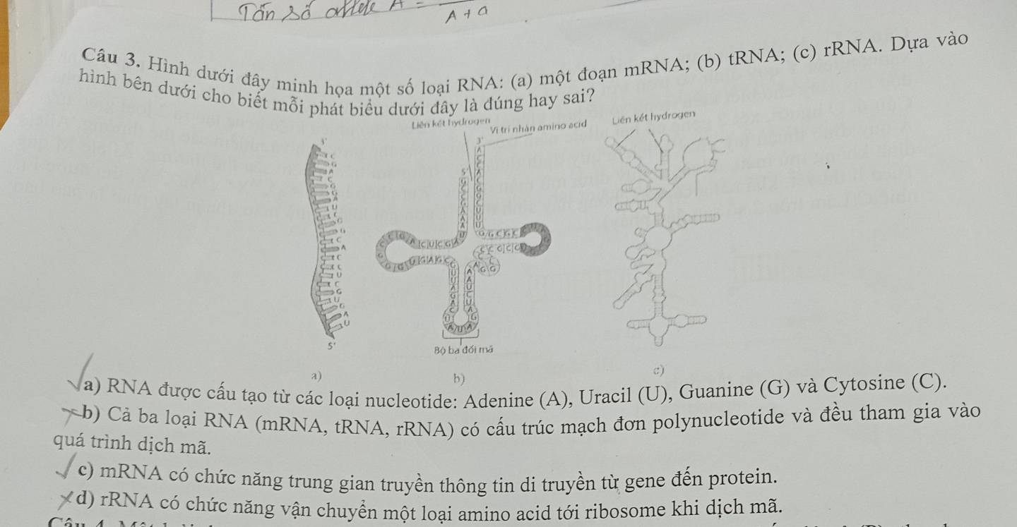 Hình dưới đây minh họa một số loại RNA: (a) một đoạn mRNA; (b) tRNA; (c) rRNA. Dựa vào
hình bên dưới cho biết mỗi phát biểu dưới đây là đúng hay sai?
Vì trí nhàn amino acid Liên kết hydrogen
Liên kết hydrogen
3'
A
(G/ C]G)C
c G
CcCCC
5'
Bộ ba đối mã
a)
b)
c)
a) RNA được cấu tạo từ các loại nucleotide: Adenine (A), Uracil (U), Guanine (G) và Cytosine (C).
b) Cả ba loại RNA (mRNA, tRNA, rRNA) có cấu trúc mạch đơn polynucleotide và đều tham gia vào
quá trình dịch mã.
c) mRNA có chức năng trung gian truyền thông tin di truyền từ gene đến protein.
(d) rRNA có chức năng vận chuyển một loại amino acid tới ribosome khi dịch mã.